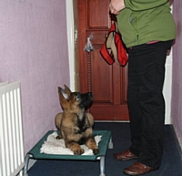 Kato on his camp bed by the front door - Puppy Diary: Raising a working dog 2014